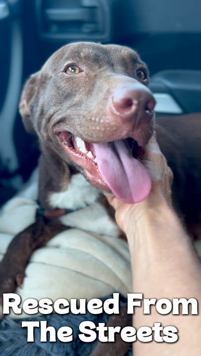 Enlarge Darla, a Adoptable Labrador Retriever in Coconut Creek, FL video 4/4
