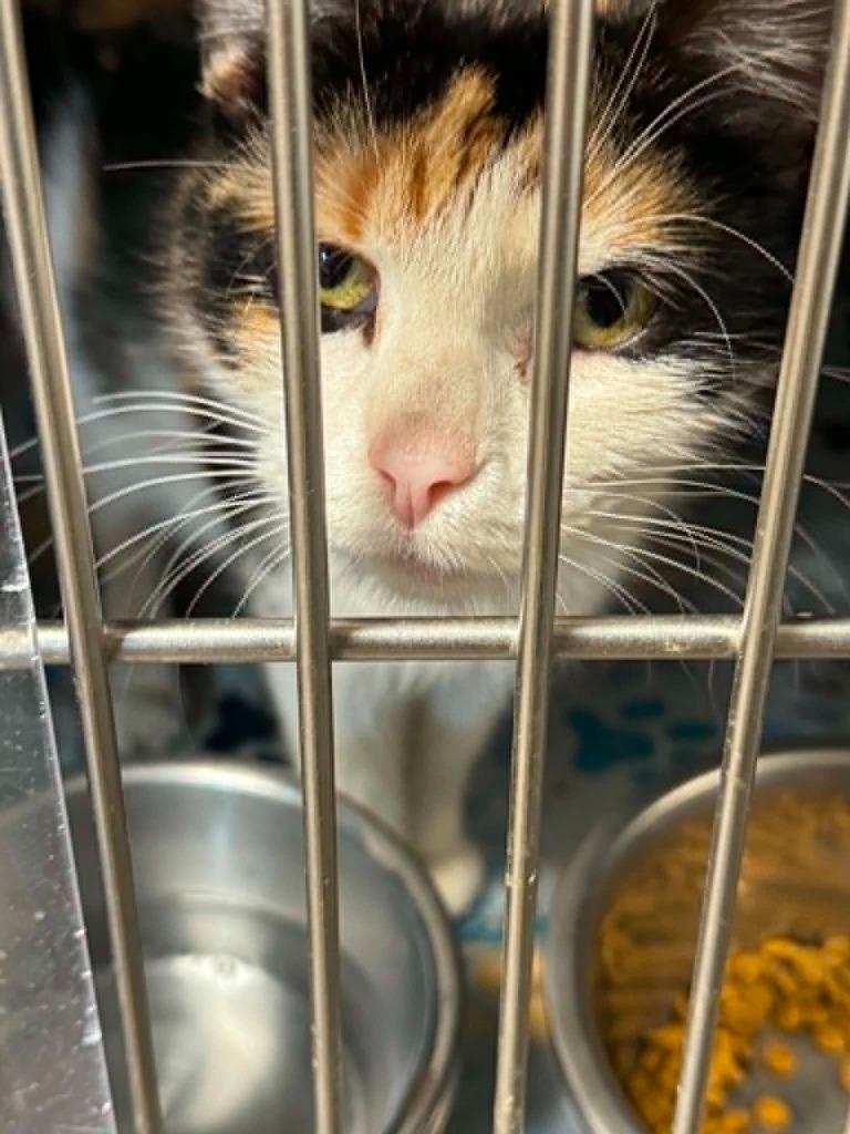 Stelline, a Adoptable mixed breed in Boone, IA image 1/2