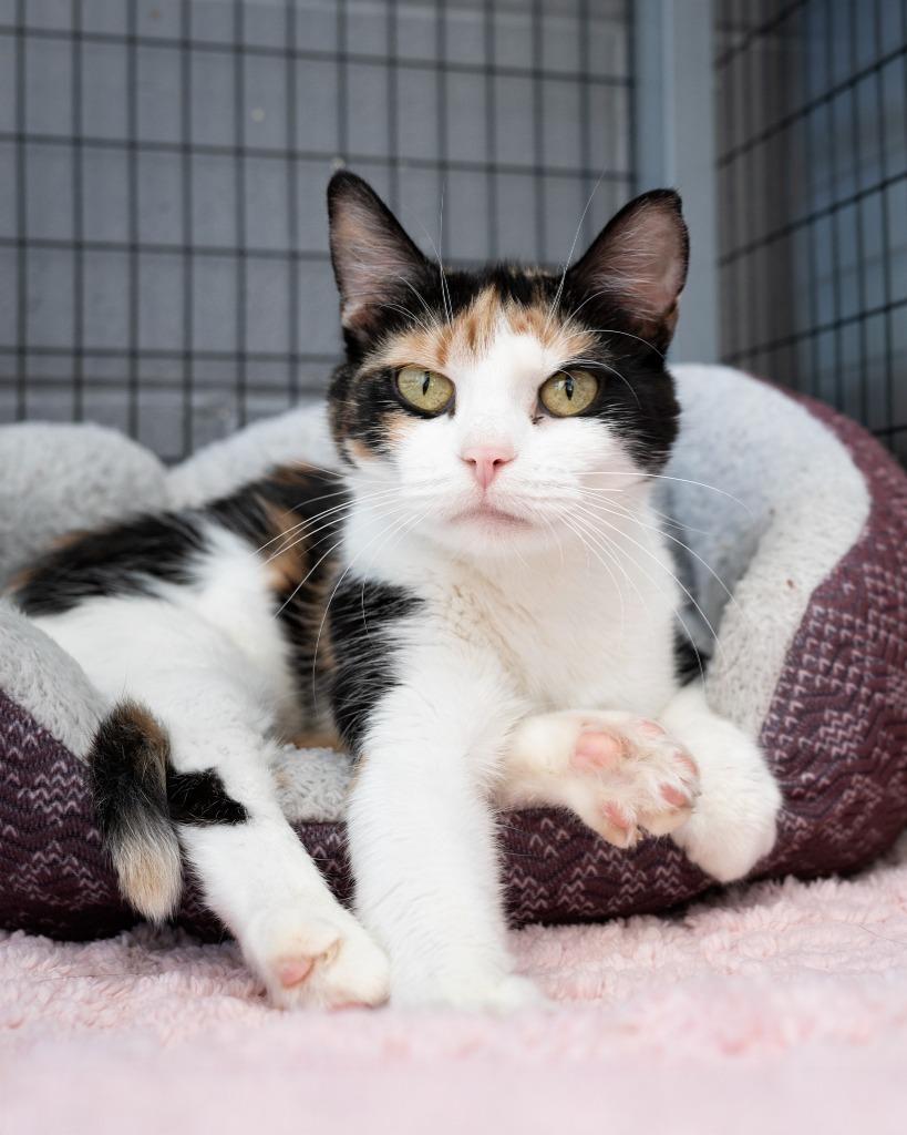 Stelline, a Adoptable mixed breed in Boone, IA image 2/2