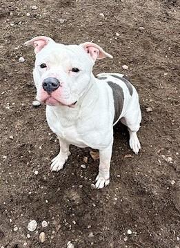 Enlarge Brody, a ADOPTABLE mixed breed in Bellaire, MI image 1/1