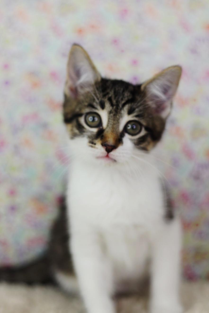 Enlarge Patron, a Adoptable Domestic Short Hair in Ashland, KY image 1/1