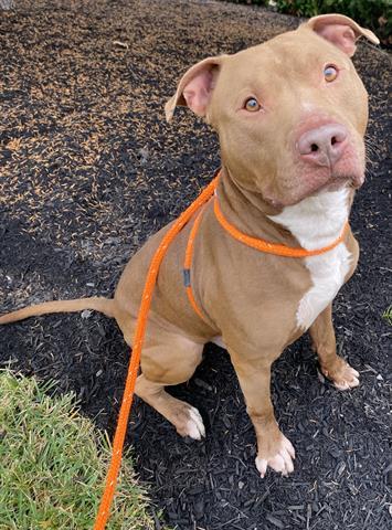 S'MORE, Adoptable, Adult Male Pit Bull Terrier.