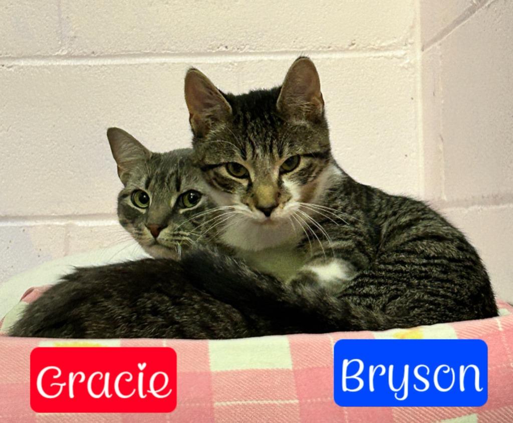 Gracie, a Adoptable mixed breed in Jim Thorpe, PA image 3/4