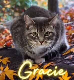 Gracie, a Adoptable mixed breed in Jim Thorpe, PA image 4/4