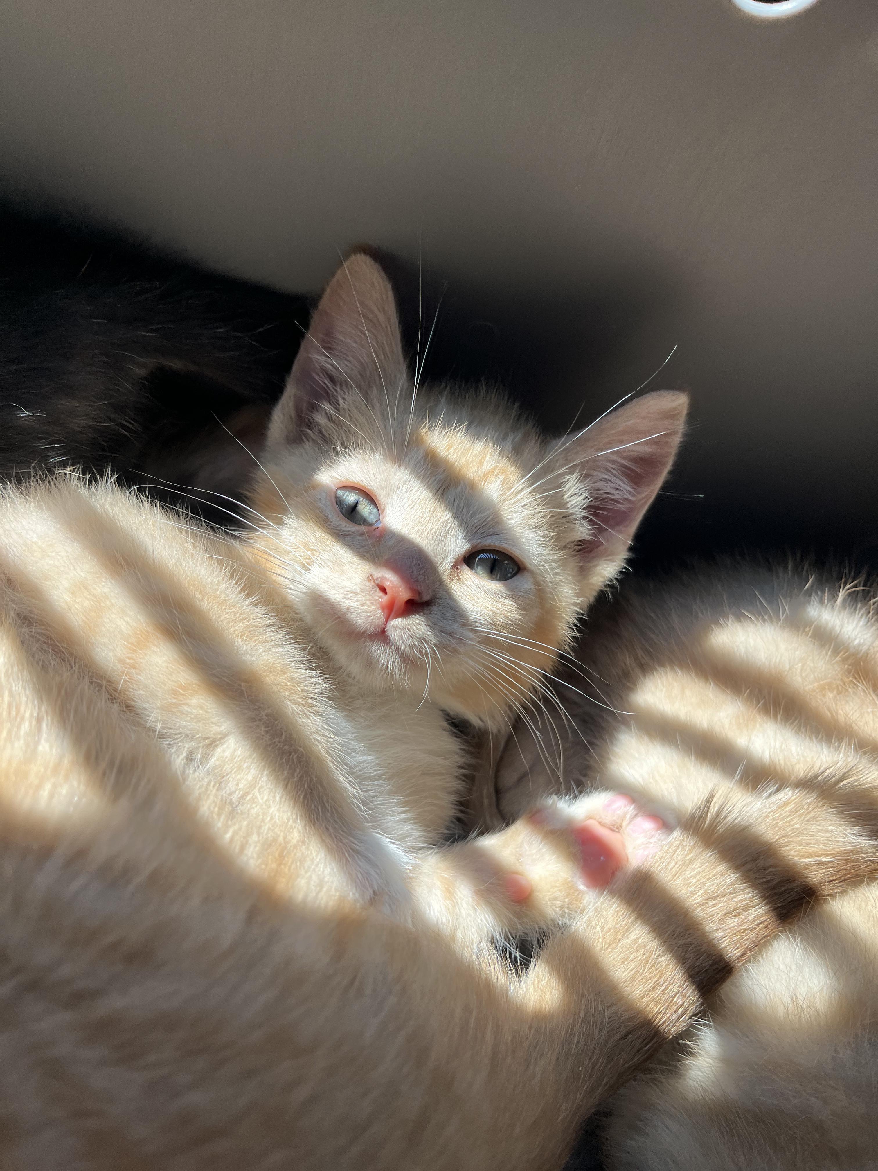 Cat for adoption Nancy, a Domestic Short Hair in Columbus, OH Petfinder