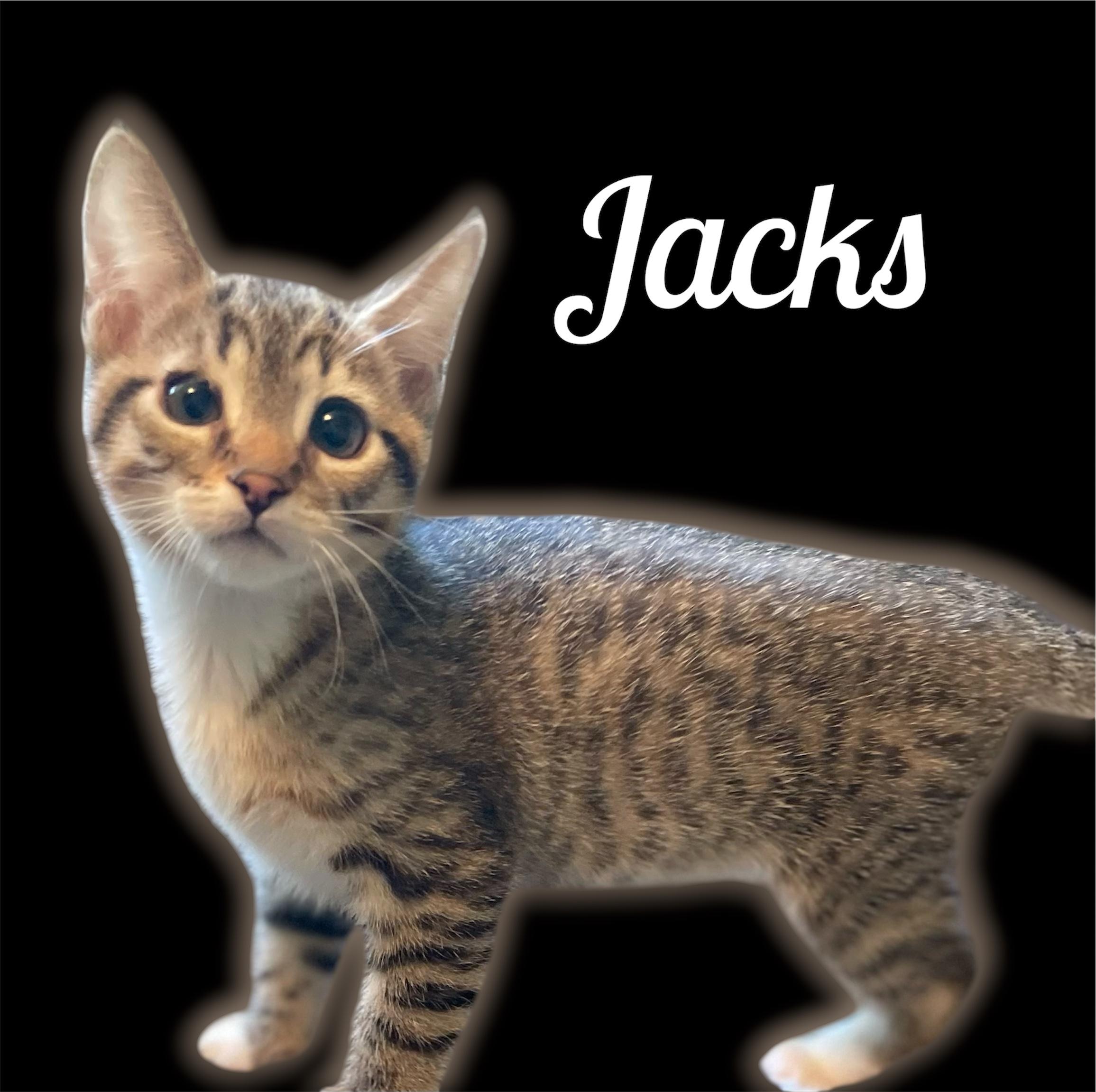 Jacks, ADOPTABLE, Kitten Male Domestic Short Hair.
