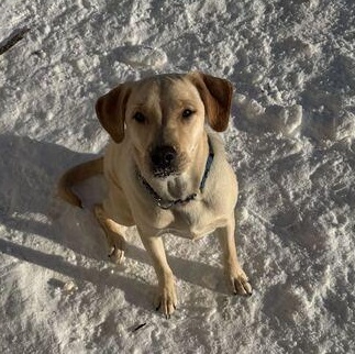 Enlarge Lima Bean, a ADOPTABLE mixed breed in Driggs, ID image 2/4