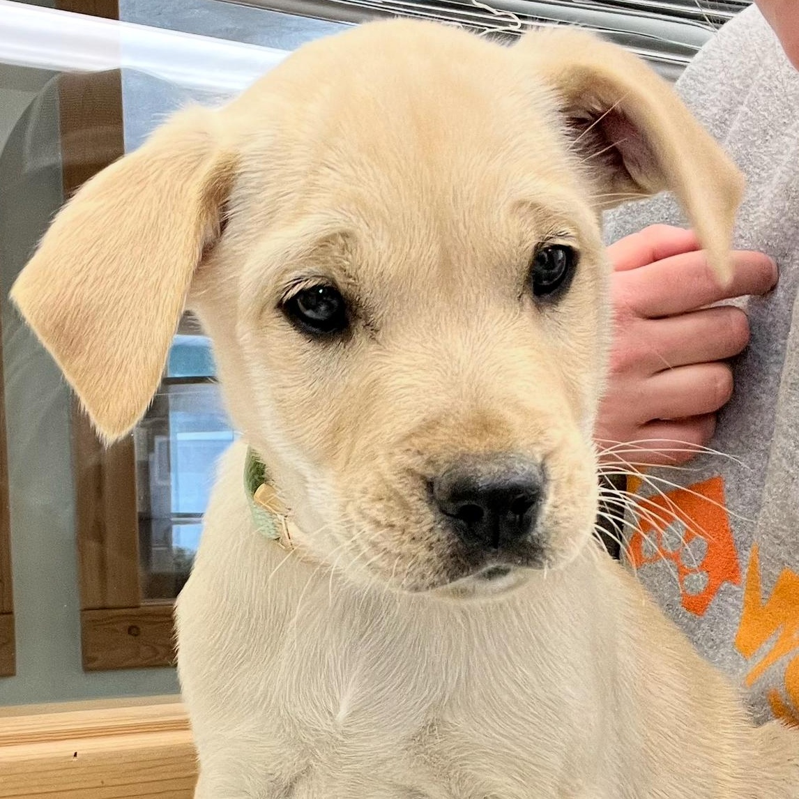 Enlarge Lima Bean, a ADOPTABLE mixed breed in Driggs, ID image 4/4