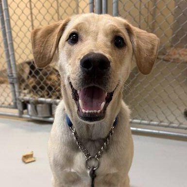 Lima Bean, ADOPTABLE, Young Male Yellow Labrador Retriever & Husky.
