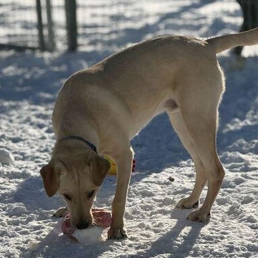 Enlarge Lima Bean, a ADOPTABLE mixed breed in Driggs, ID image 3/4