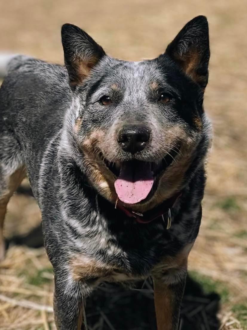 Maerdy. Nka Marty, a Adopted Australian Cattle Dog / Blue Heeler in Gretna, NE image 1/3