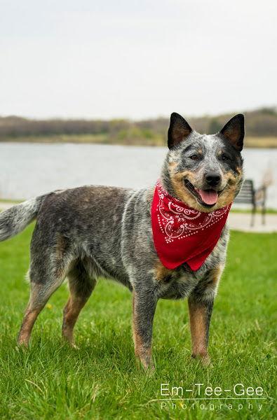 Maerdy. Nka Marty, a Adopted Australian Cattle Dog / Blue Heeler in Gretna, NE image 2/3