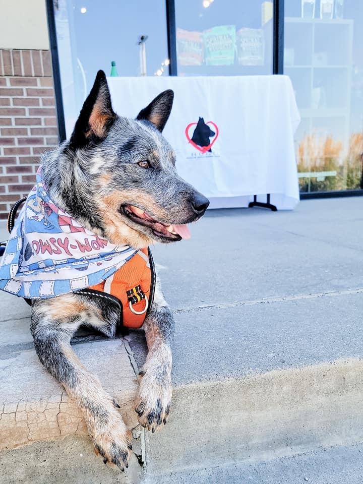 Maerdy. Nka Marty, a Adopted Australian Cattle Dog / Blue Heeler in Gretna, NE image 3/3