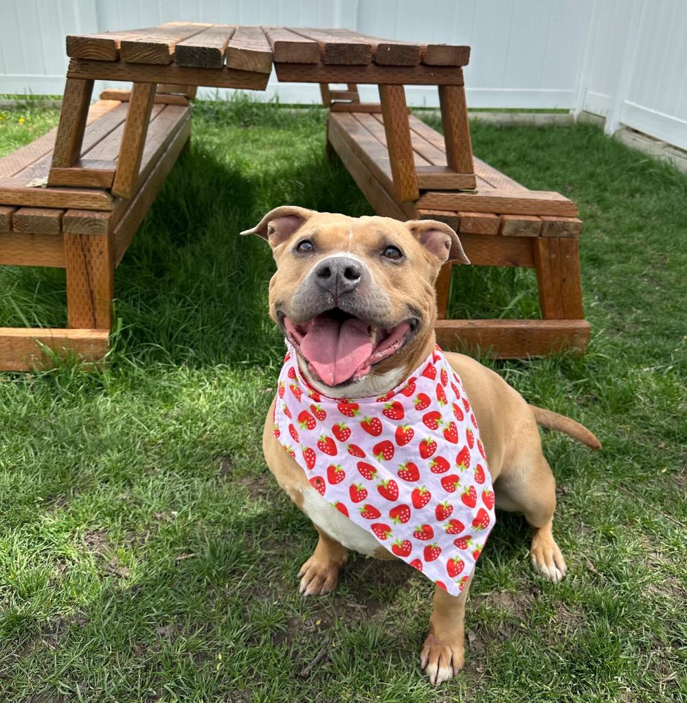 Enlarge Shorty, a Adoptable American Staffordshire Terrier in Logan, UT image 1/4