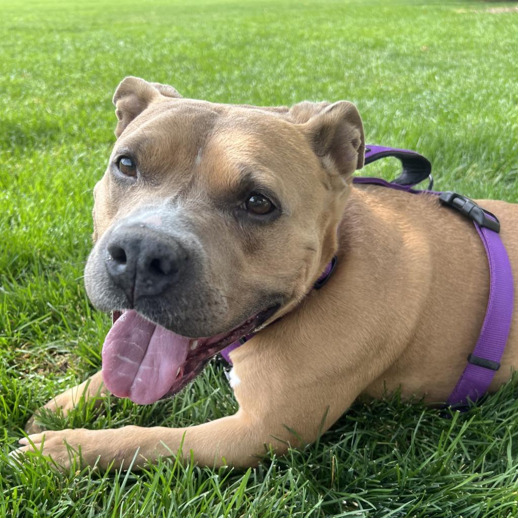 Shorty, Adoptable, Adult Female American Staffordshire Terrier.