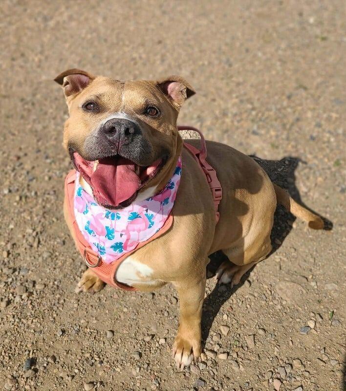 Enlarge Shorty, a Adoptable American Staffordshire Terrier in Logan, UT image 2/4