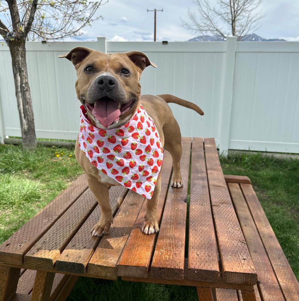 Enlarge Shorty, a Adoptable American Staffordshire Terrier in Logan, UT image 4/4