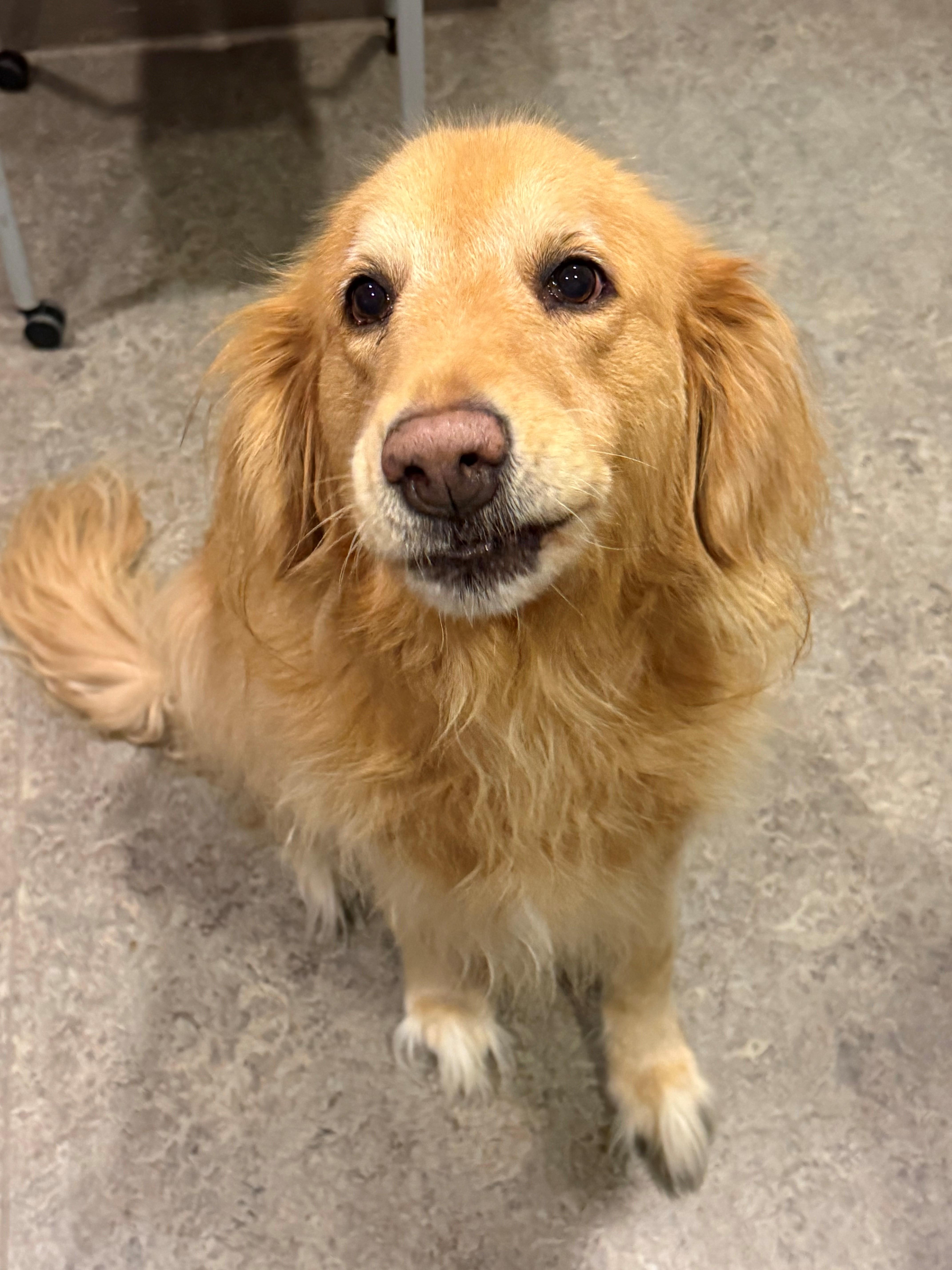 Grace, adopted, Senior Female Golden Retriever.