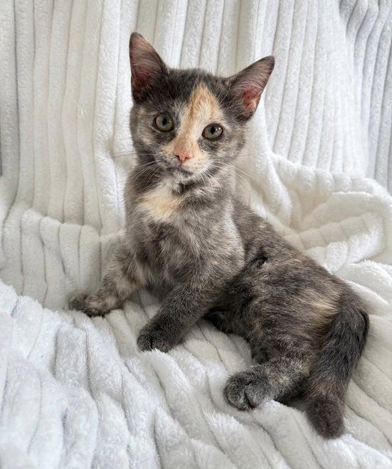 Prada, Adopted, Kitten Female Domestic Short Hair.
