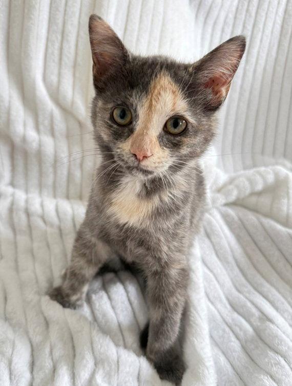 Prada, a Adopted Domestic Short Hair in Nashville, TN image 2/3