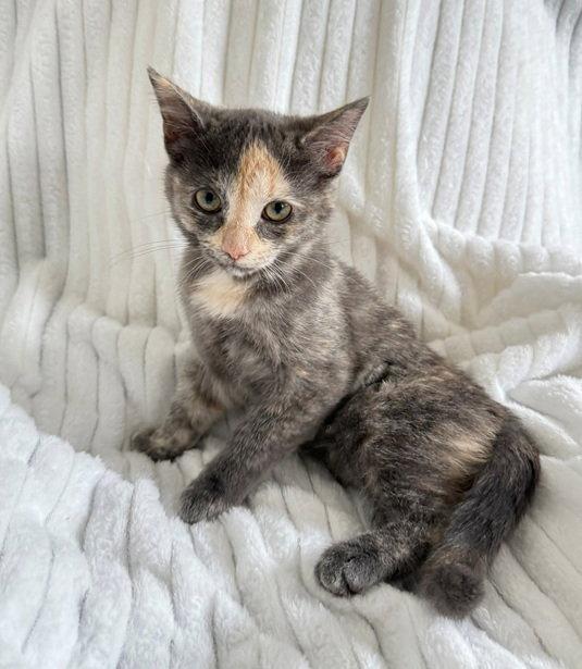 Prada, a Adopted Domestic Short Hair in Nashville, TN image 3/3