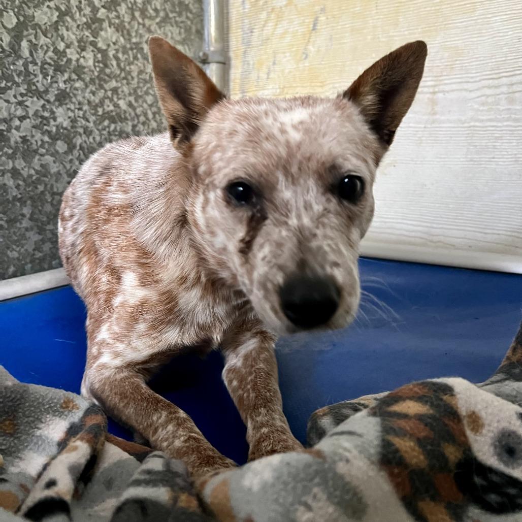 Enlarge Juliet, a Adoptable Cattle Dog in Sonoma, CA image 1/2
