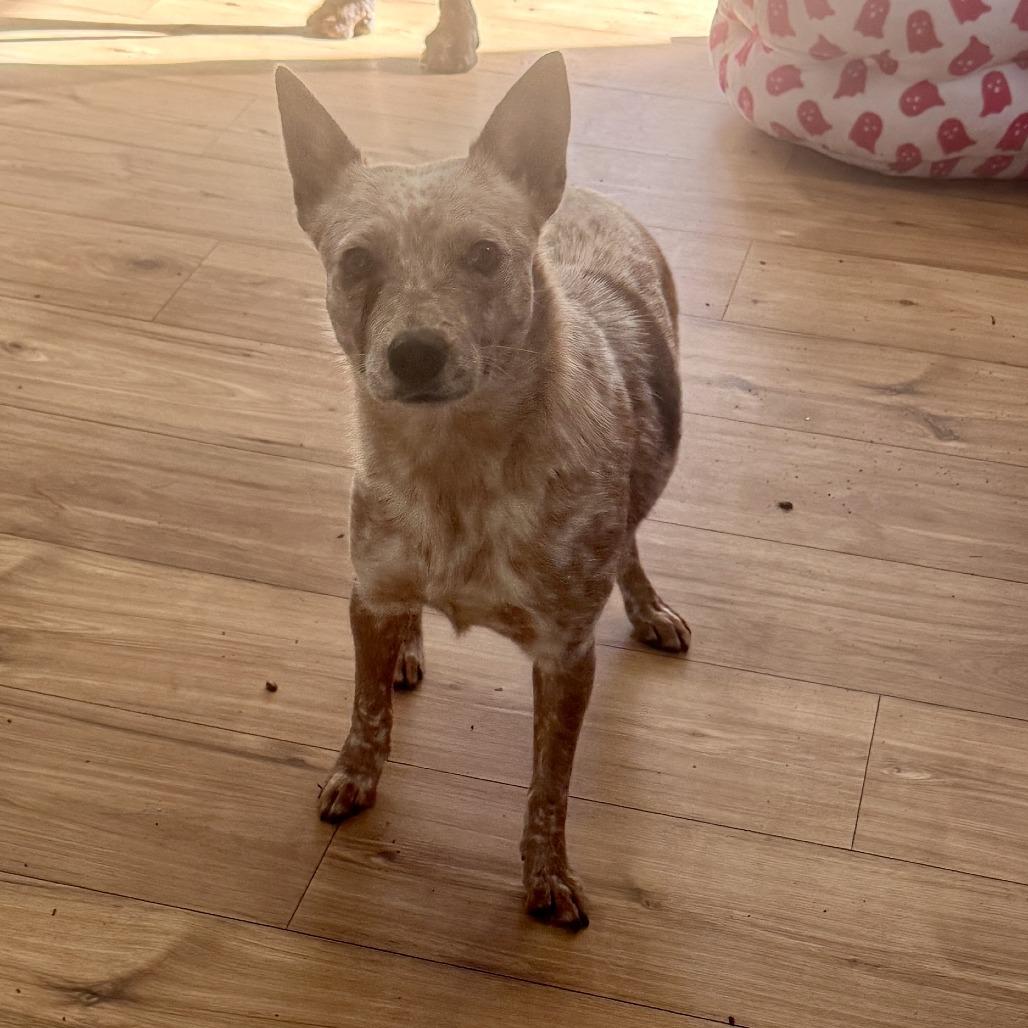 Juliet, Adoptable, Adult Female Cattle Dog.