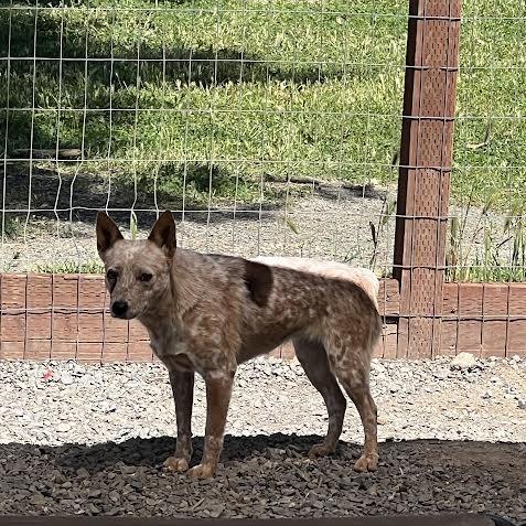 Enlarge Juliet, a Adoptable Cattle Dog in Sonoma, CA image 3/4