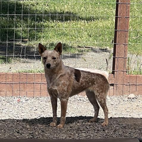 Enlarge Juliet, a Adoptable Cattle Dog in Sonoma, CA image 4/4