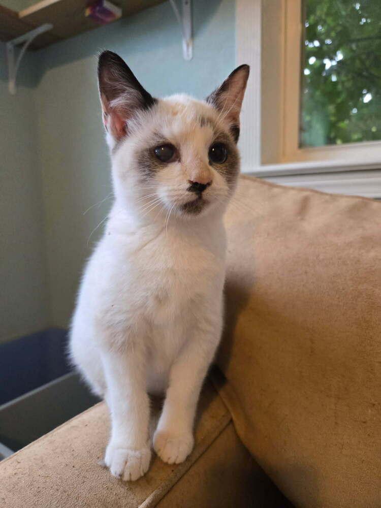 Chloe, Adoptable, Kitten Female Snowshoe & Siamese.