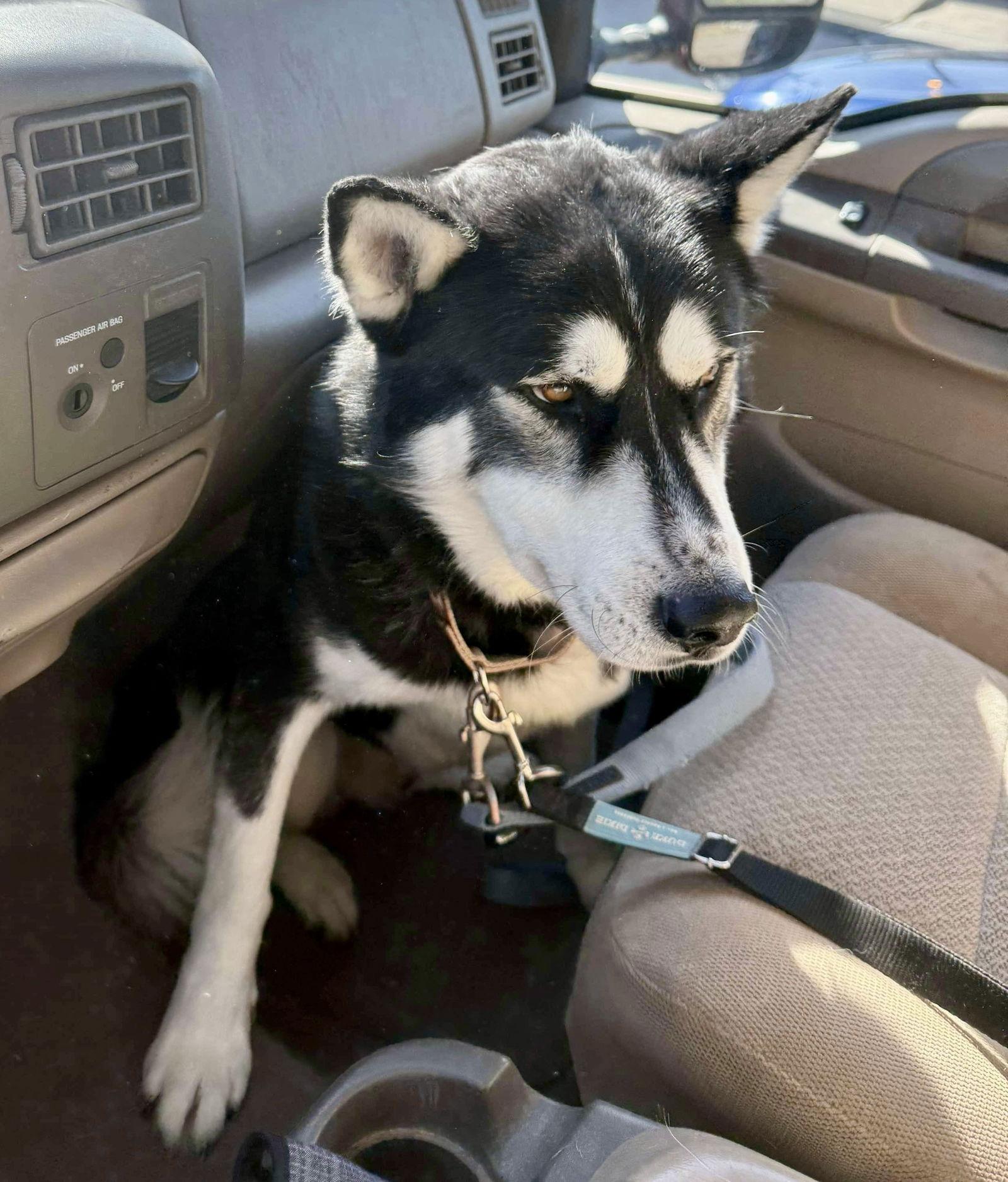 Enlarge Teddy, a Adopted Siberian Husky in Cedar Crest, NM image 1/1