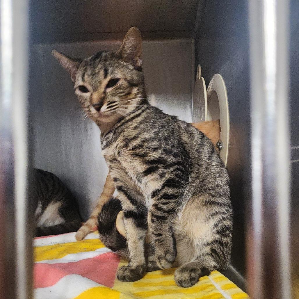 Eclipse, Adoptable, Kitten Female Domestic Short Hair.