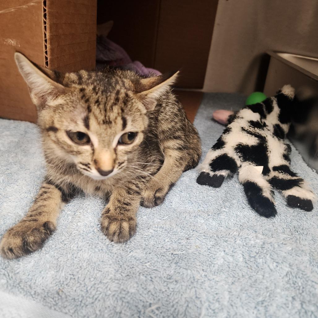 Eclipse, Adoptable, Kitten Female Domestic Short Hair.