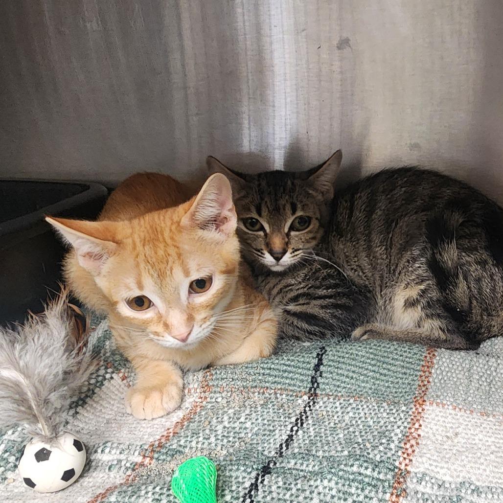 Enlarge Eclipse, a Adoptable Domestic Short Hair in Evensville, TN image 2/5