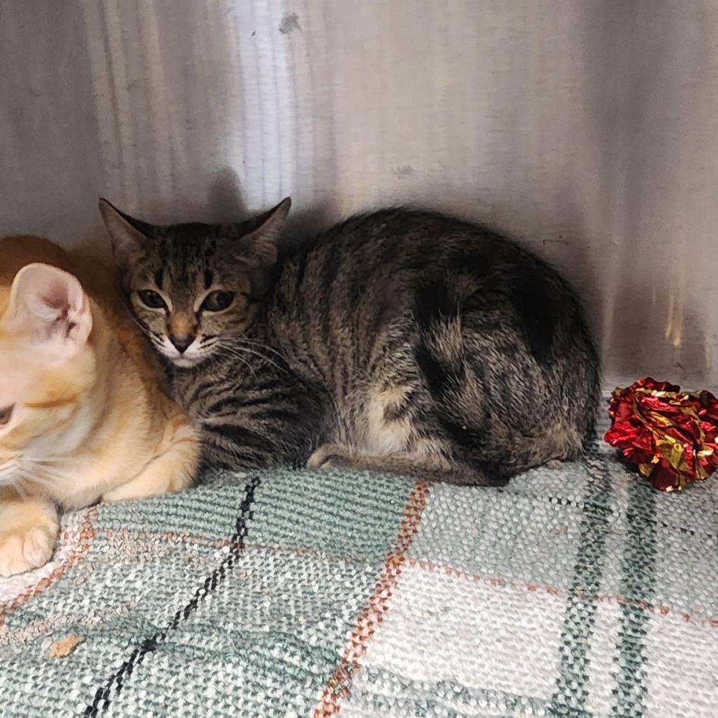 Enlarge Eclipse, a Adoptable Domestic Short Hair in Evensville, TN image 3/5