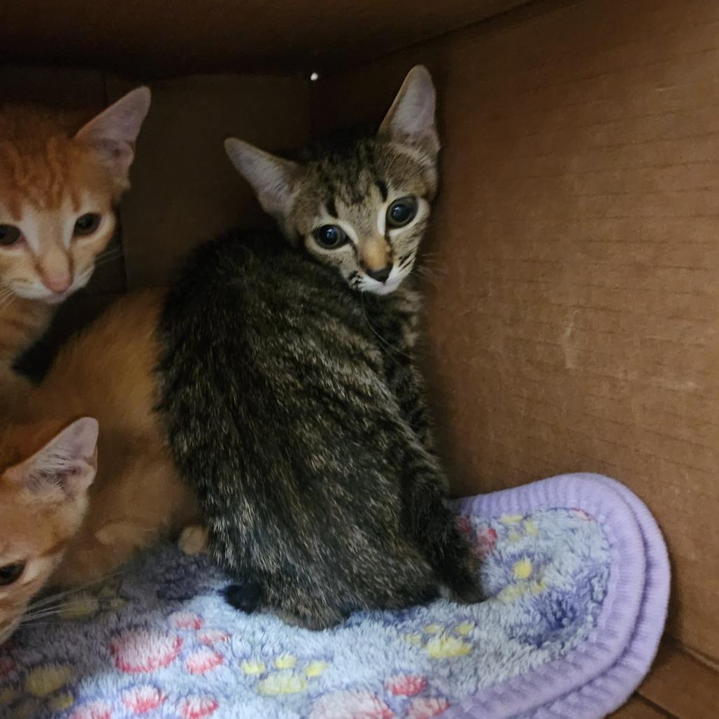 Enlarge Eclipse, a Adoptable Domestic Short Hair in Evensville, TN image 4/5