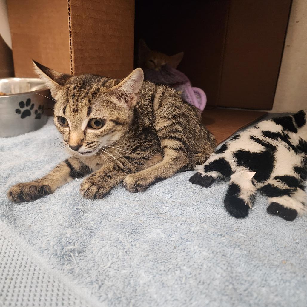 Enlarge Eclipse, a Adoptable Domestic Short Hair in Evensville, TN image 5/5