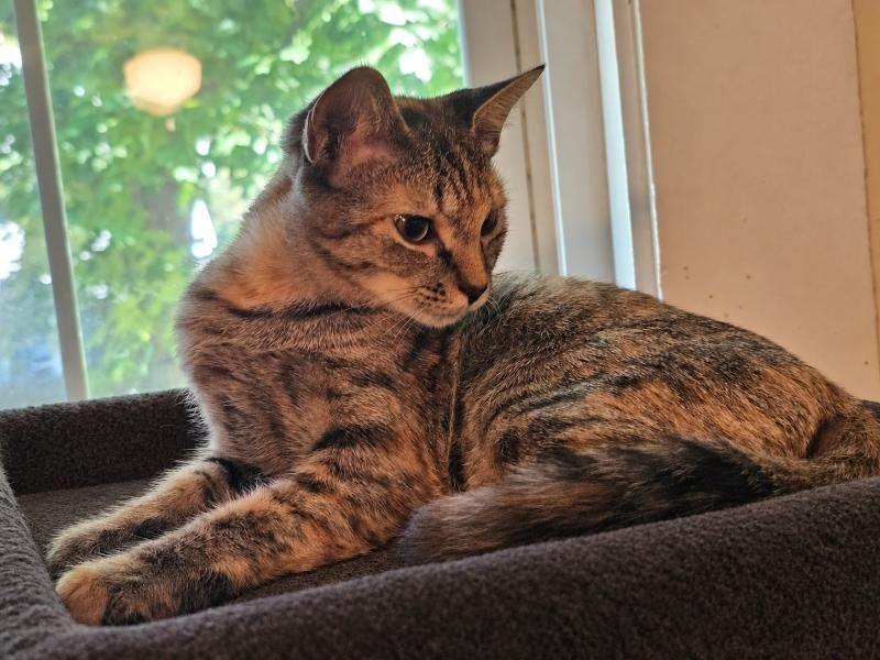 Enlarge Lolly, a Adopted Domestic Short Hair in Peterborough, NH image 1/1
