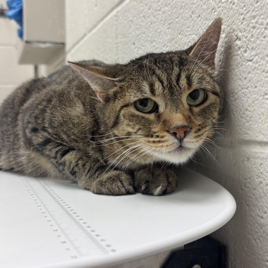 Kiwi, Adoptable, Adult Female Domestic Short Hair.