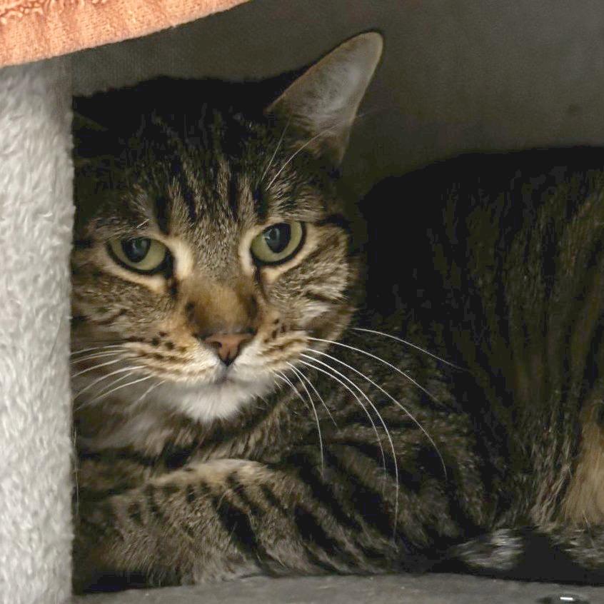 Enlarge Kiwi, a Adoptable Domestic Short Hair in Murray, UT image 2/3