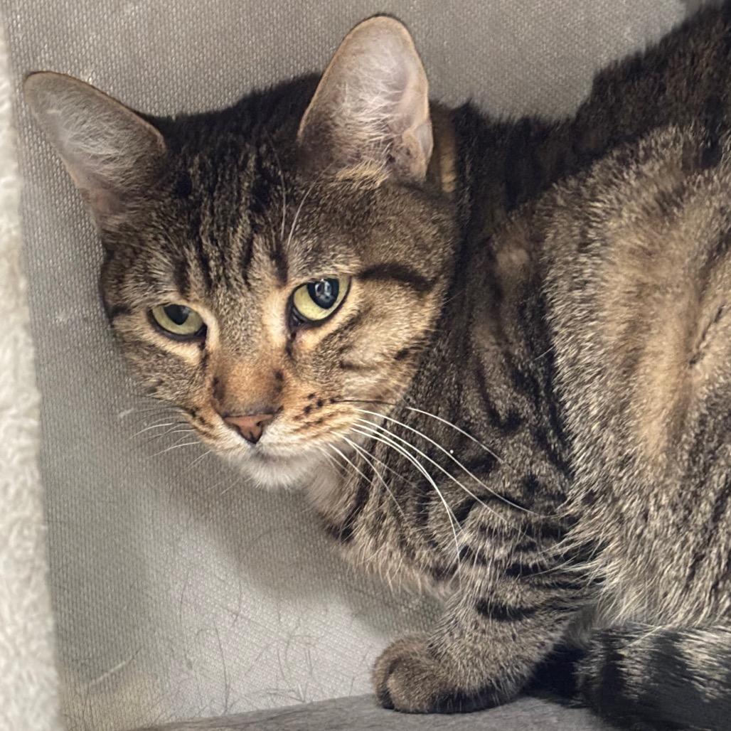 Enlarge Kiwi, a Adoptable Domestic Short Hair in Murray, UT image 3/3
