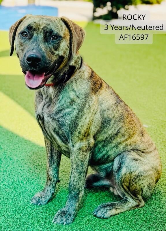 Rocky, Adoptable, Adult Male Pit Bull Terrier & Mixed Breed.