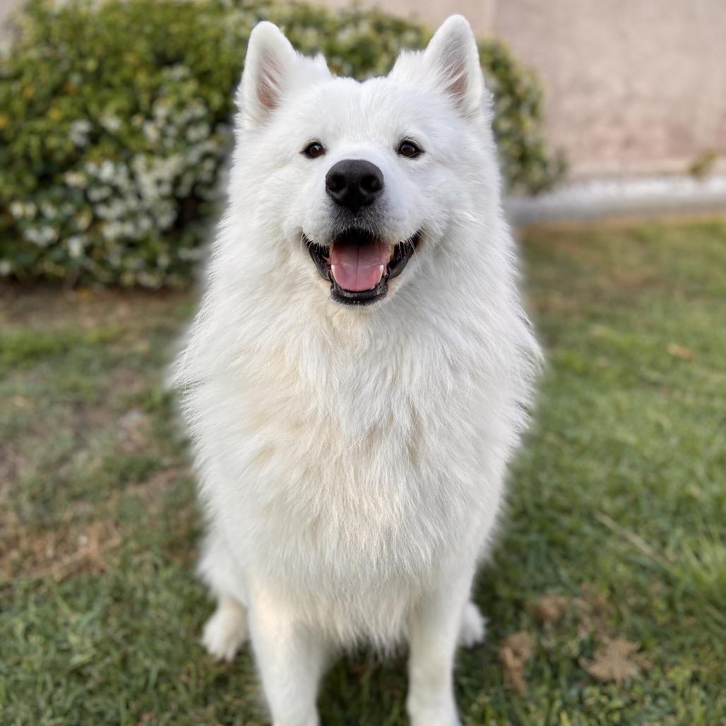 Zeus, Adoptable, Adult Male Samoyed.