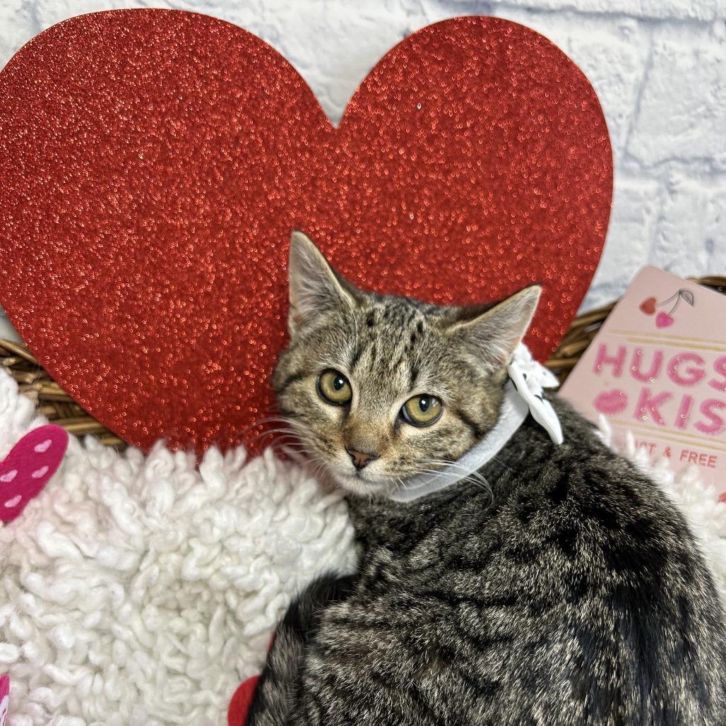 Enlarge Osaka, a Adoptable Domestic Short Hair in Harrisonburg, VA image 1/6