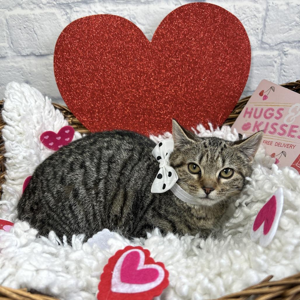 Enlarge Osaka, a Adoptable Domestic Short Hair in Harrisonburg, VA image 2/6