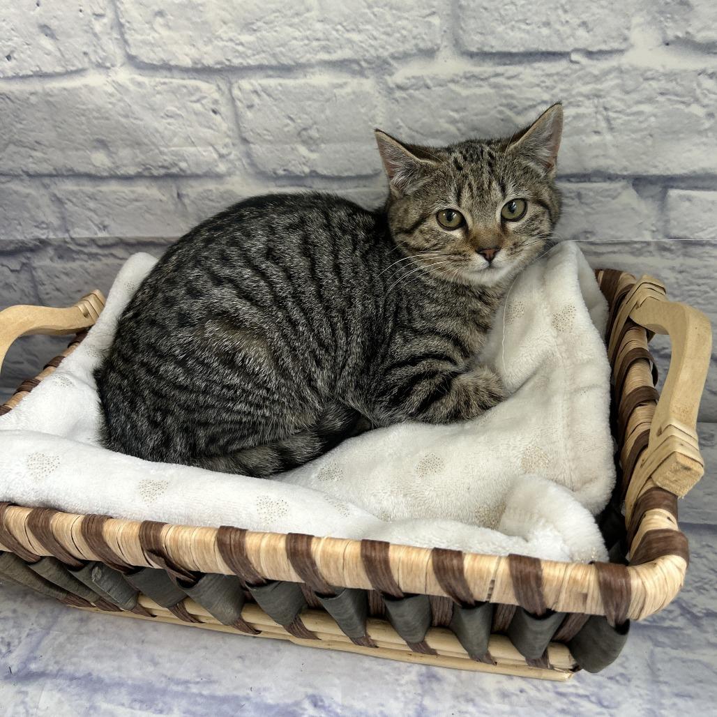 Enlarge Osaka, a Adoptable Domestic Short Hair in Harrisonburg, VA image 3/6