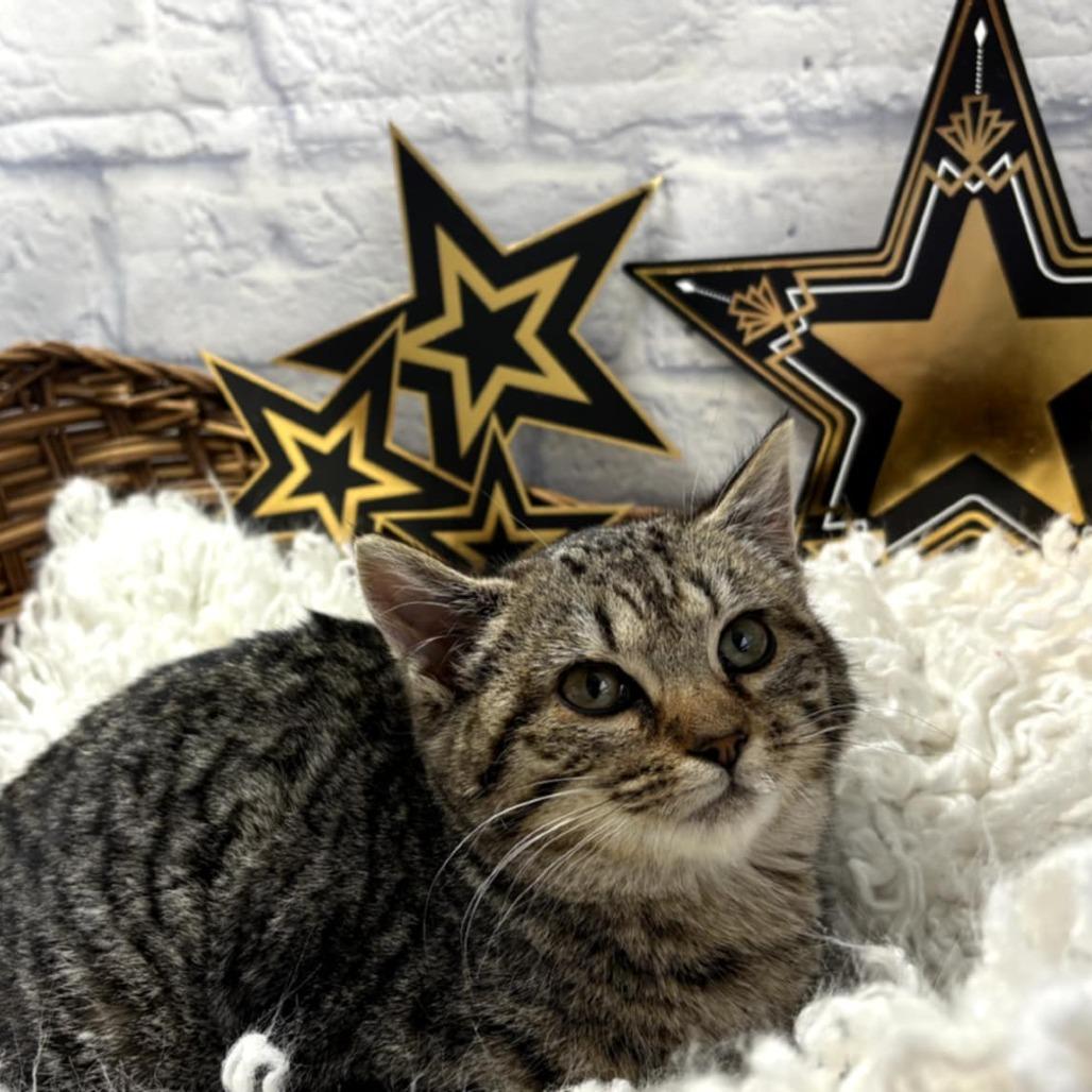 Enlarge Osaka, a Adoptable Domestic Short Hair in Harrisonburg, VA image 4/6