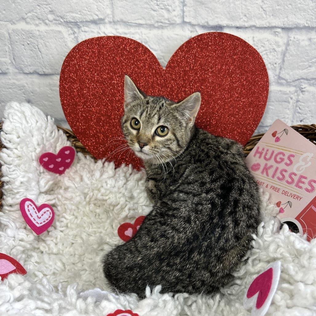 Enlarge Osaka, a Adoptable Domestic Short Hair in Harrisonburg, VA image 5/6