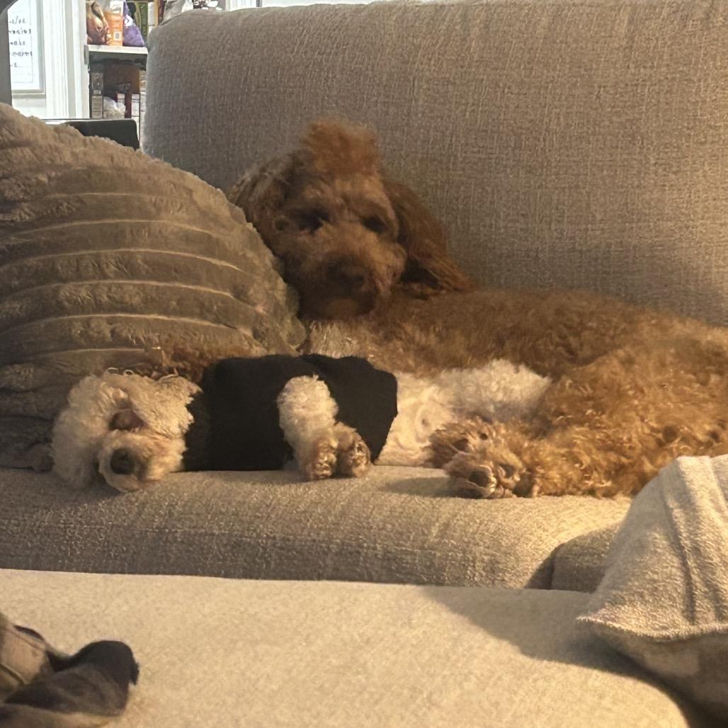 April, Adoptable, Adult Female Bichon Frise.