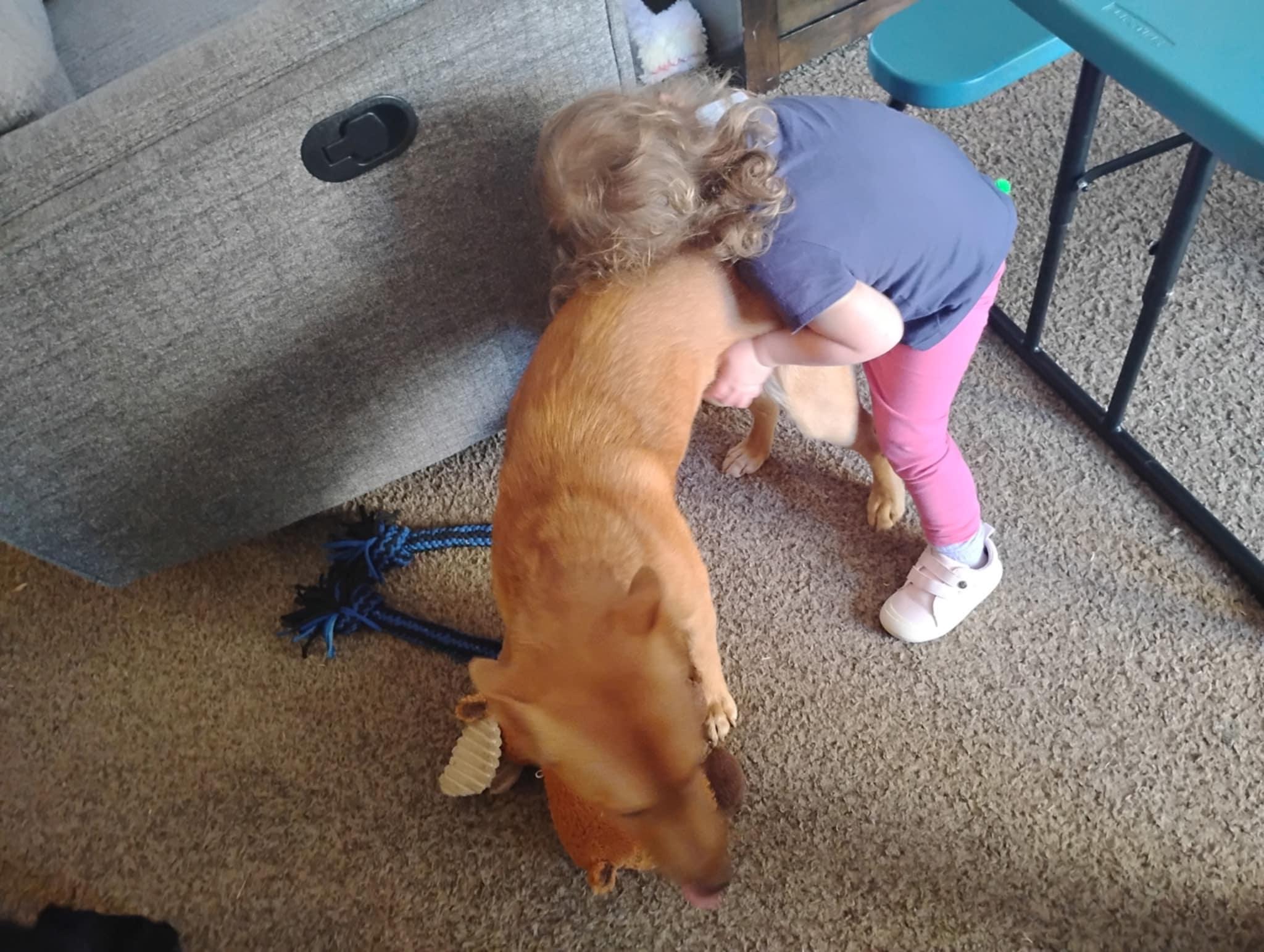 Sheila, Adoptable, Young Female Basenji & Corgi.